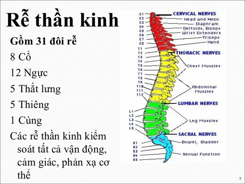 Dây thần kinh tủy sống